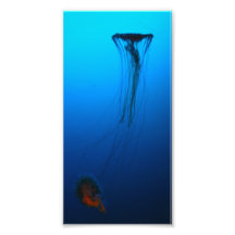 Jelly fish photo art