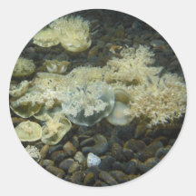 Jellyfish Round Stickers