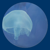 jellyfish stickers