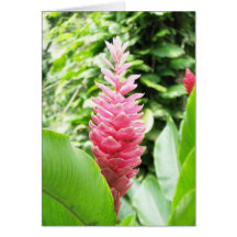 Jengibre rosado (pink ginger) greeting card