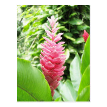 Jengibre rosado (pink ginger) postcard