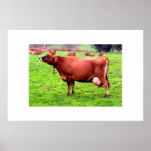 JERSEY COW IN JERSEY PRINT