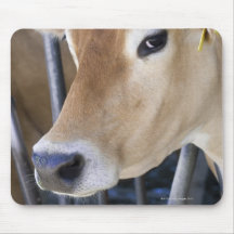 Jersey dairy cow with head in head lock. mouse pad