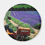 Jersey lavender farm, Jersey Channel Islands, Engl Fridge Magnet