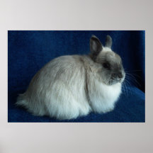 Jersey Wooly Poster