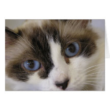 Jillie #2 greeting cards