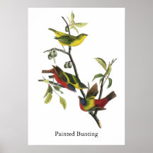 John Audubon Painted Bunting Print