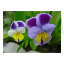 Johnny Jump Ups 1 Greeting Cards