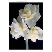 Jonquil Flower - Ecclesiastes 3:1 cards