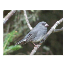 Junco Postcard