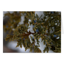 Juniper Berries Card