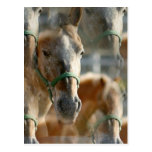 Just Appaloosas Postcard