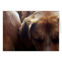 Just Napping Greeting Cards