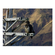Juvenile Bald Eagle on WWII Telephone Pole Post Cards
