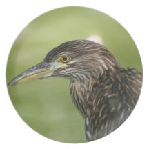 Juvenile Black Crowned Night Heron Party Plates