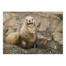 Juvenile Steller Sea Lion - Business Cards