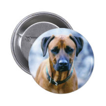Kaiba the Rhodesian Ridgeback Pins