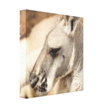 Kangaroo Profile Canvas Print