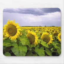 Kansas State Flower - The Sunflower Mousepad