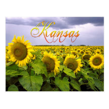 Kansas State Flower - The Sunflower Postcards