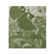 Katydids Post Cards