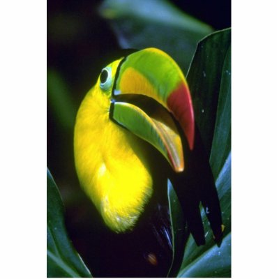 Horn Billed Toucan