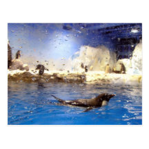 Keep Your Head Up/Cute Swimming Penguin Post Cards