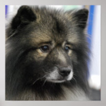 Keeshond Poster