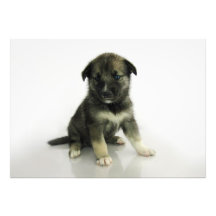 Keeshond Siberian Husky Crossbreed Puppy Photo Print