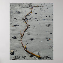 Kelp in Bluff Poster