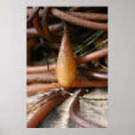 Kelp Pod Poster taken on Santa Cruz Beach Ca