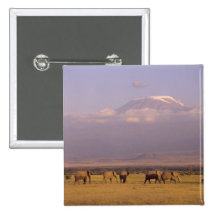 Kenya: Amboseli National Park, elephants and Button