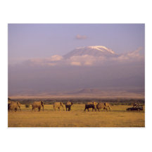 Kenya: Amboseli National Park, elephants and Postcard