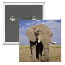 Kenya: Amboseli National Park, male elephant Pins