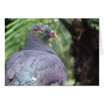 Kereru Closeup Cards