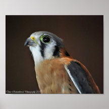 KESTRAL POSTER
