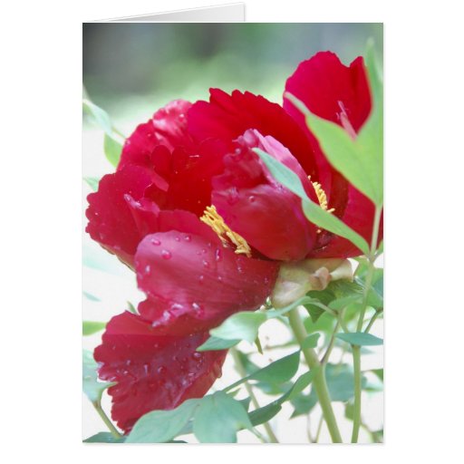 Khanh Greeting Cards