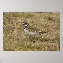 Killdeer Print