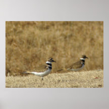 Killdeer Poster