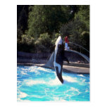 Killer whale, Vancouver Aquarium, British Columbia Post Card