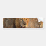 King of the Jungle Bumper Sticker