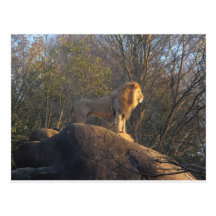 King Of The Jungle Post Card