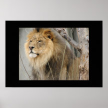 KING OF THE JUNGLE POSTER