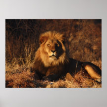 King of the Jungle Print