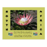 King Protea Post Card