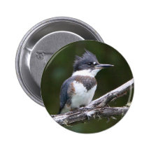 kingfisher pinback buttons