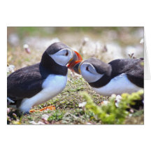 Kissing Puffins Card