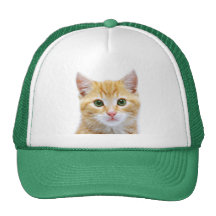 Kitten Hat