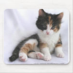 kitten mouse mat