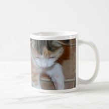 Kitten Playing And Mum Resting Mug